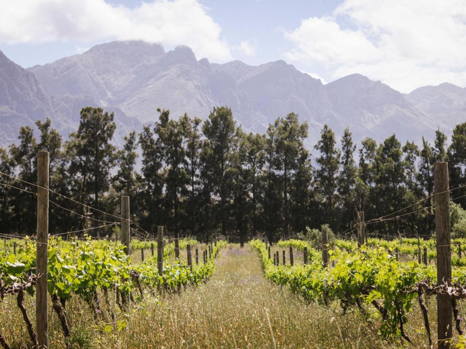 Отель Duikersdrift Winelands Country Escape Тульбах Экстерьер фото