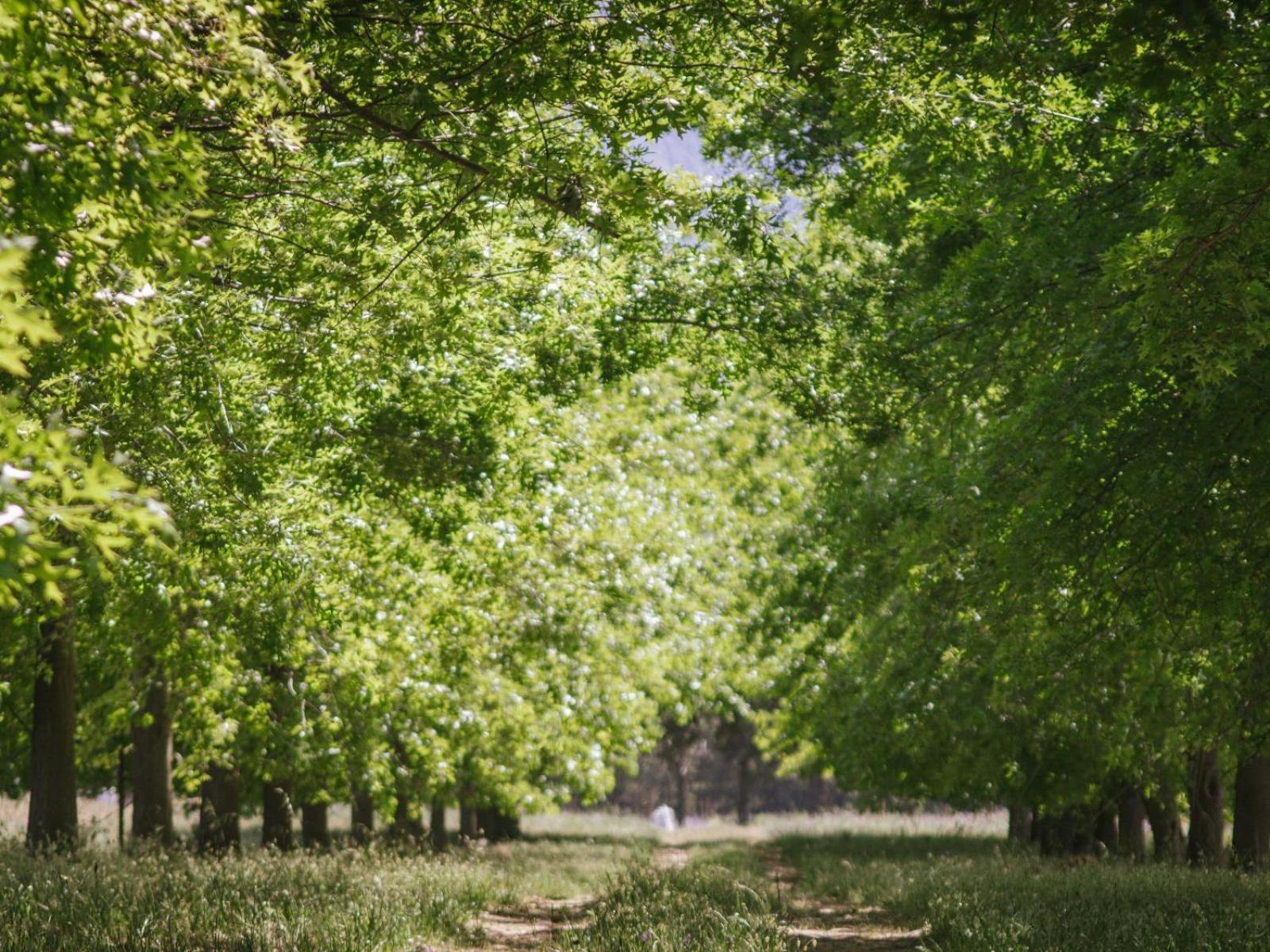 Отель Duikersdrift Winelands Country Escape Тульбах Экстерьер фото